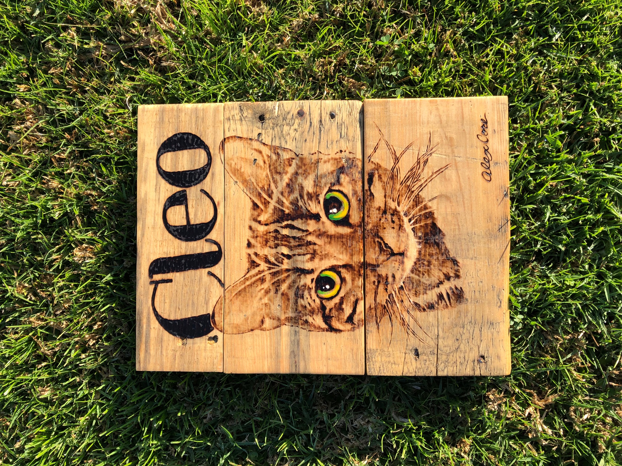 A kitty named Cleo